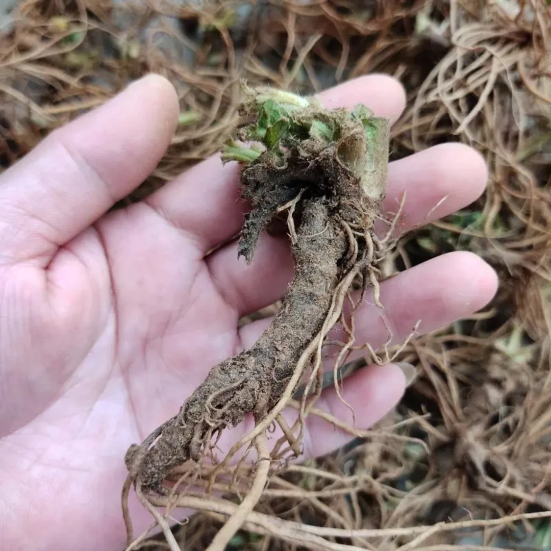 【梁姨山货】晒干野生货白背地胆头50g拍