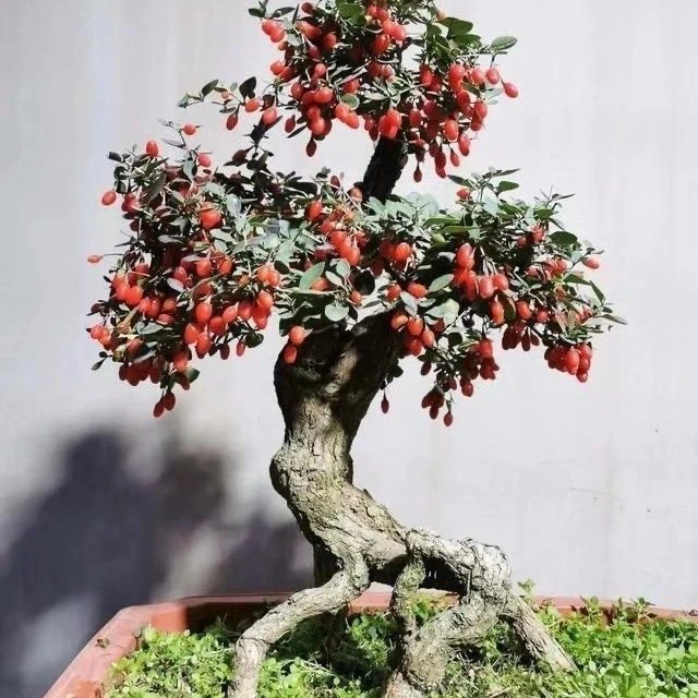 枸杞老桩中华野生红枸杞枸杞老桩盆景绿植盆栽一物一拍黄枸杞