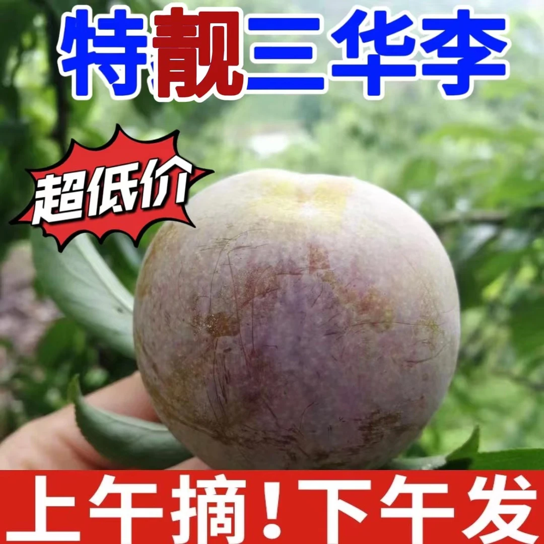福利尝鲜价三华李新鲜水果翁源品种三华李始兴蜜香李香甜脆肉厚