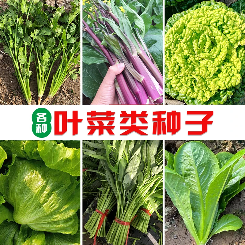 叶菜种子籽香菜菠菜油菜苋菜茴香苏子秋葵荠菜蒲公英蔬菜种子大全
