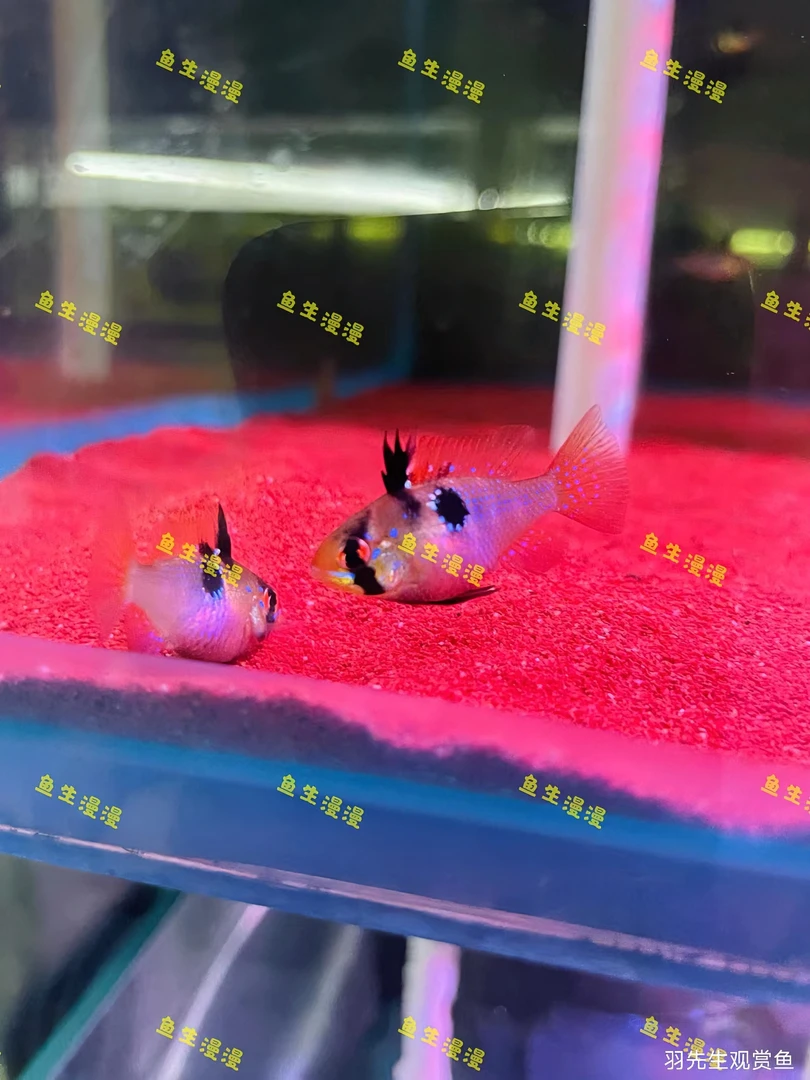 德系荷兰凤凰皮瓦斯南美短鲷热带淡水小型观赏鱼活体发货混养饲养
