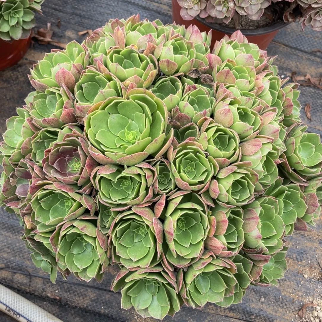 165红心沙拉碗精品法师多肉