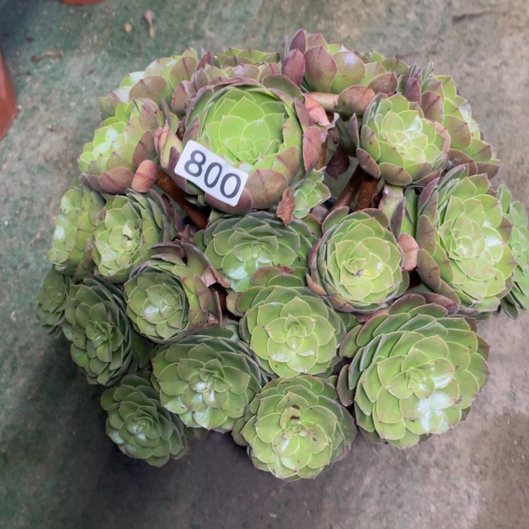 精品法师多肉大万800