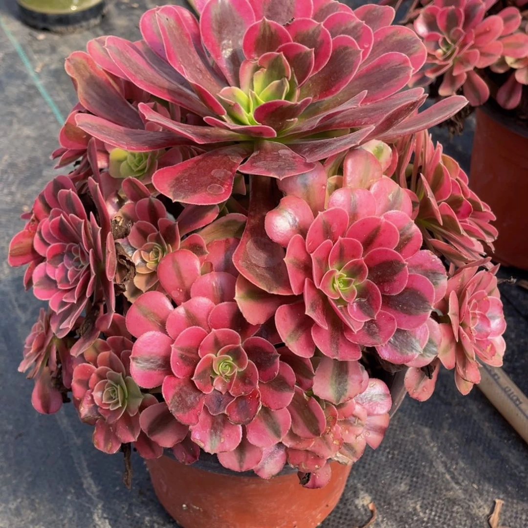 斑****光精品法师多肉美杜莎800