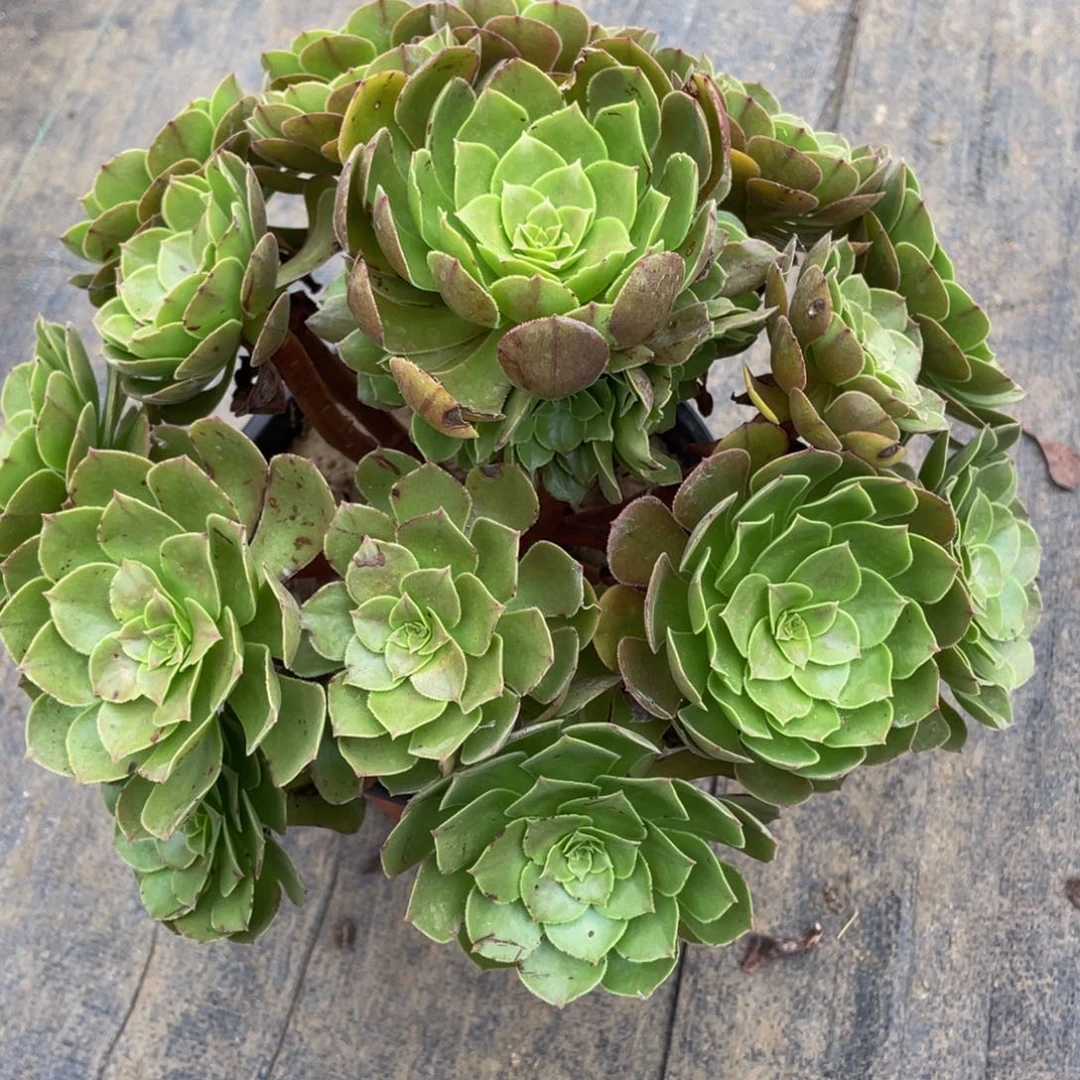 风*精品法师多肉沙拉碗181