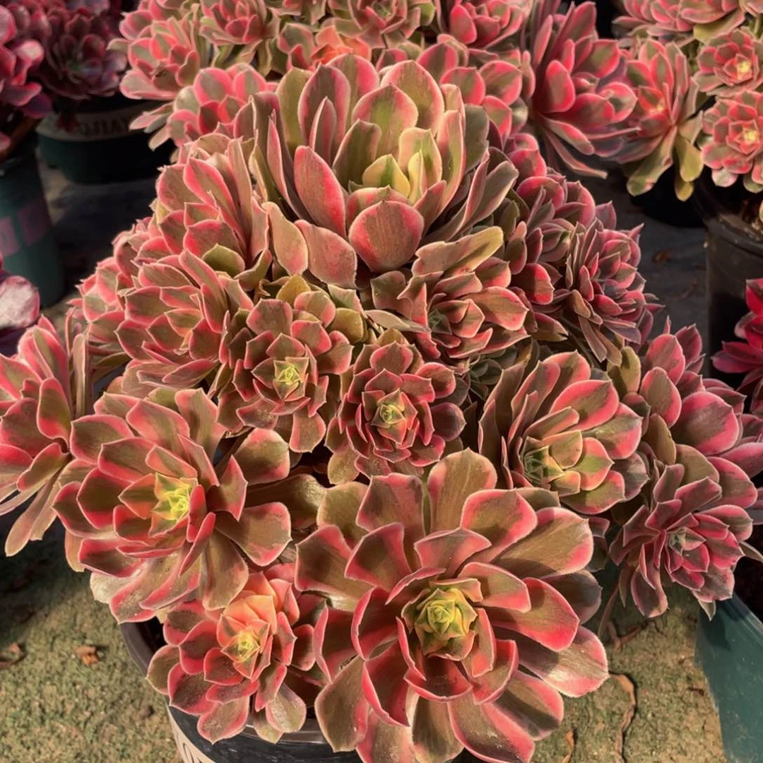 865女妖大捧花精品法师多肉