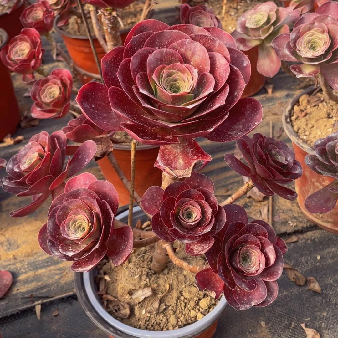 934魅金玫瑰精品法师多肉