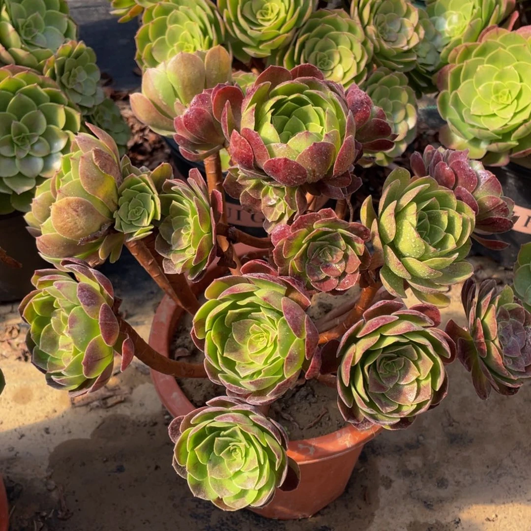 564黑骑士精品法师多肉