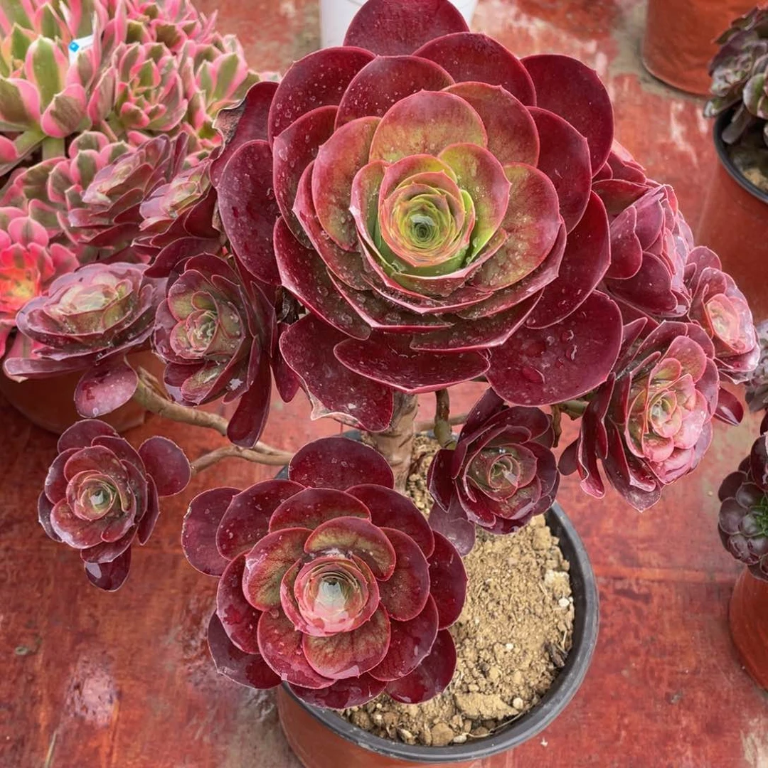 665魅金玫瑰精品法师多肉