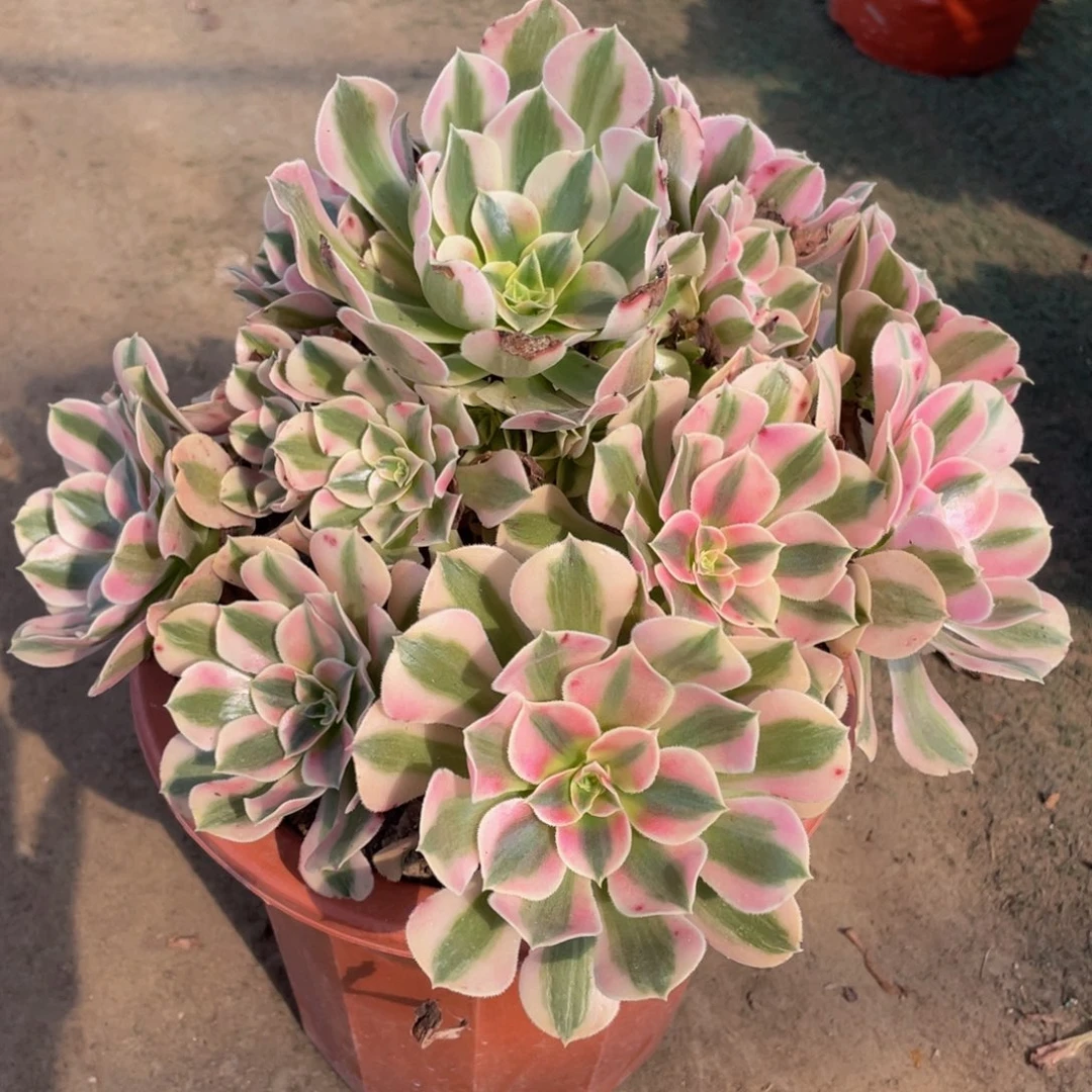 精品法师多肉粉女巫477