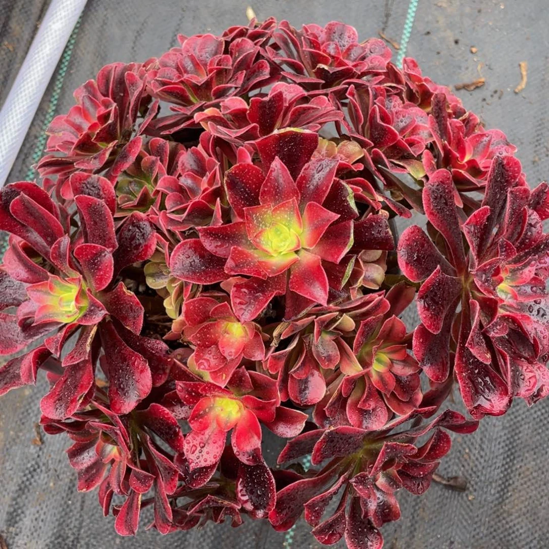 360美杜莎精品法师多肉