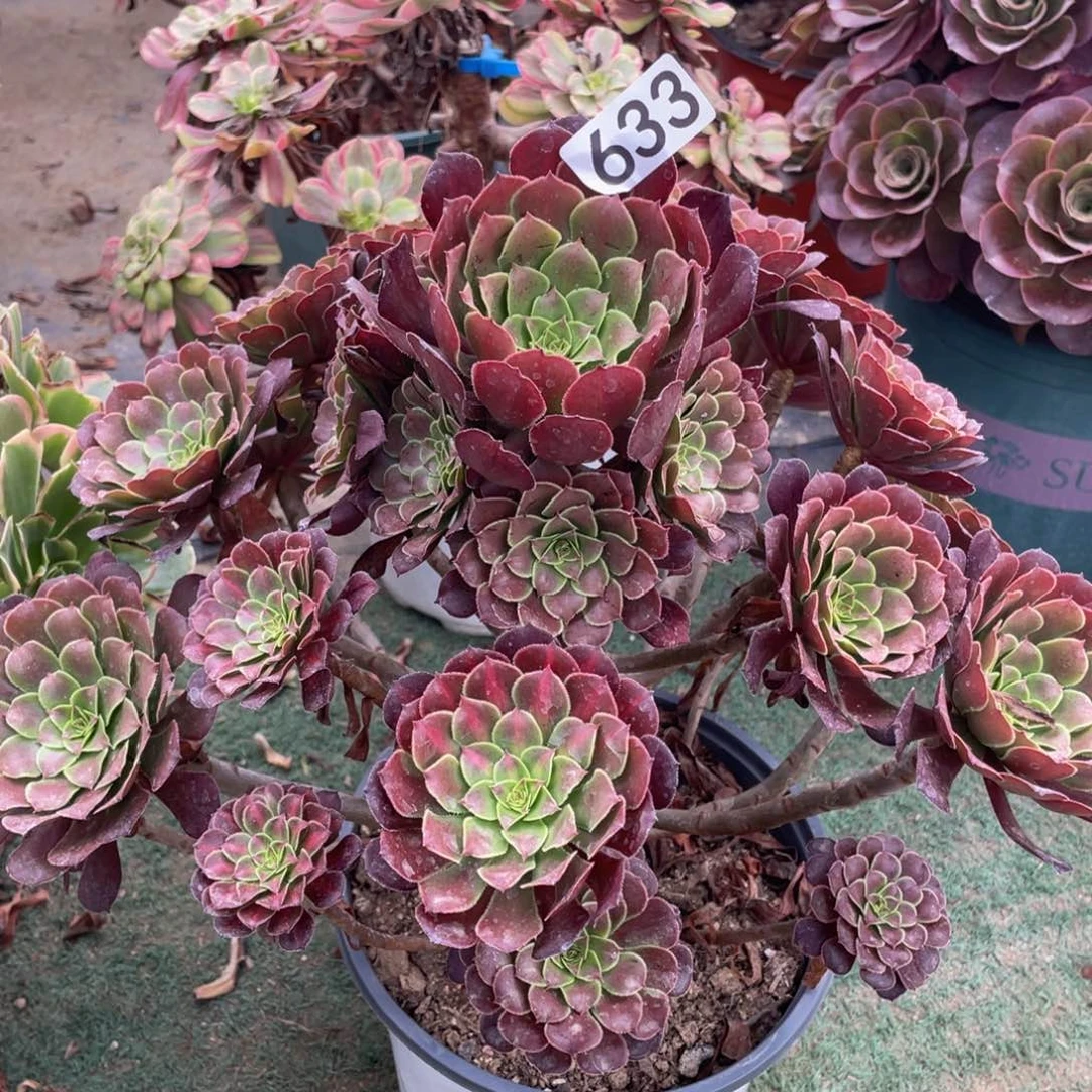 633红铜精品法师多肉