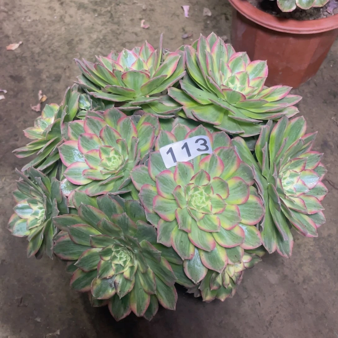 精品法师多肉万彩灯113