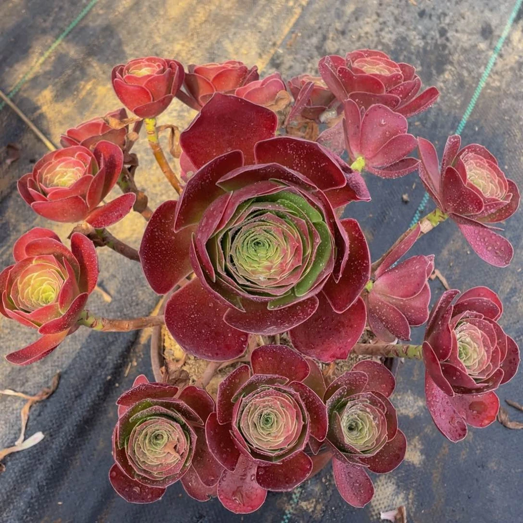 精品法师多肉魅金玫瑰015