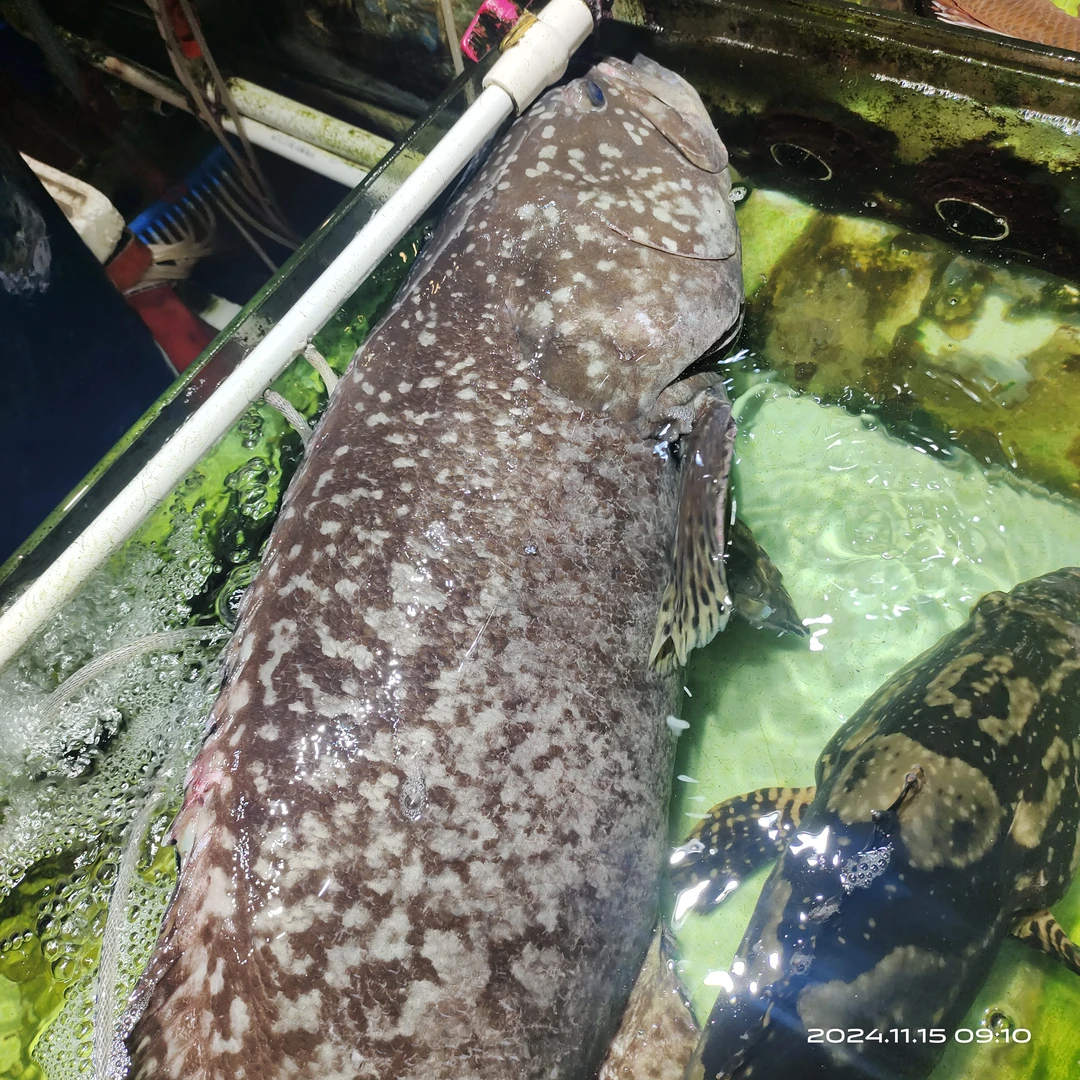 北海野生龙趸石斑鱼活鱼现杀现卖五斤起发货顺丰空运包邮