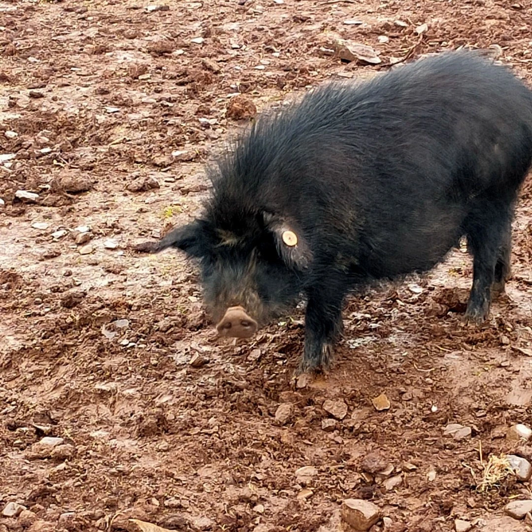 高海拔原生态散养藏香猪生鲜肉五花肉（现称4斤35号）