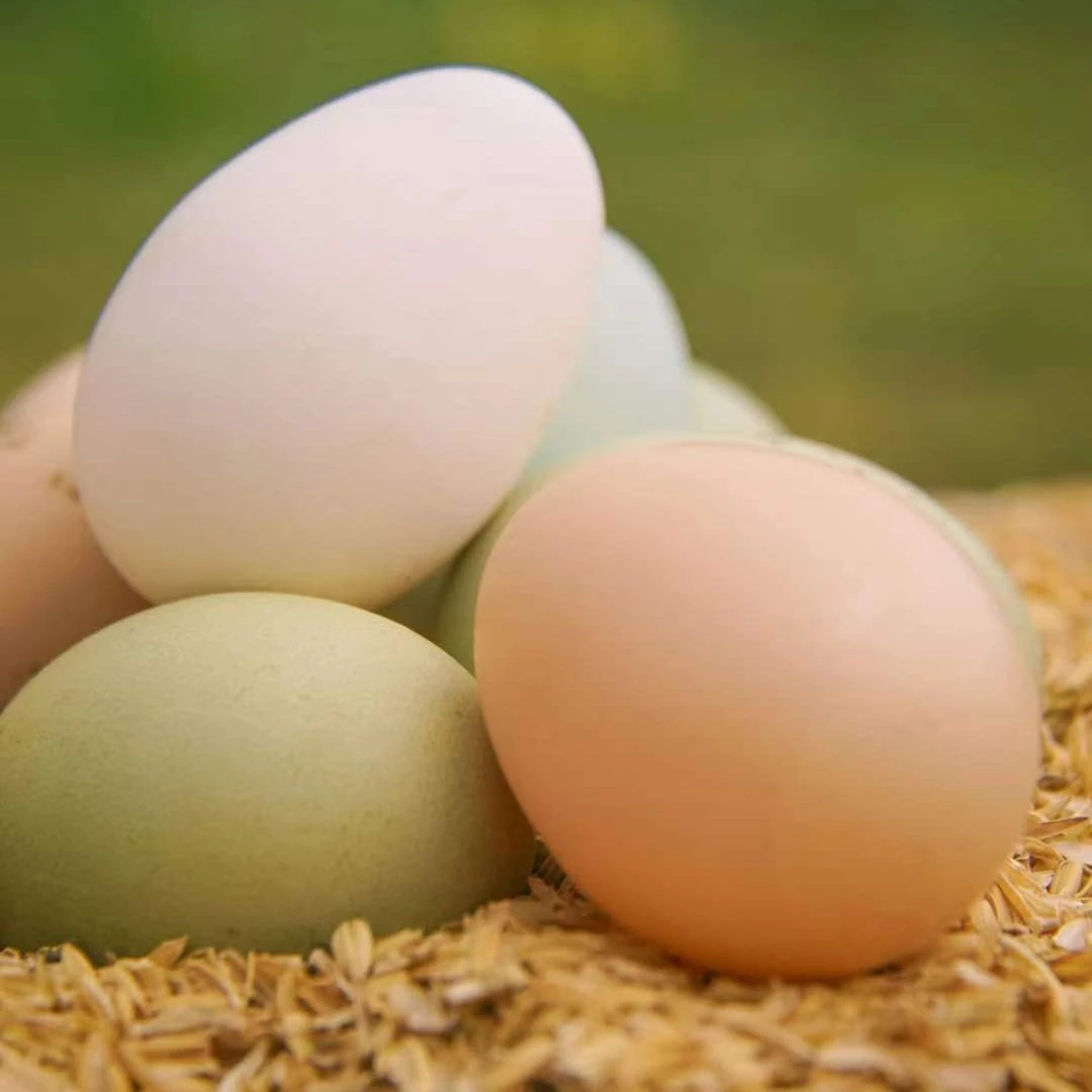 天空之城原生态散养藏鸡蛋（10枚）