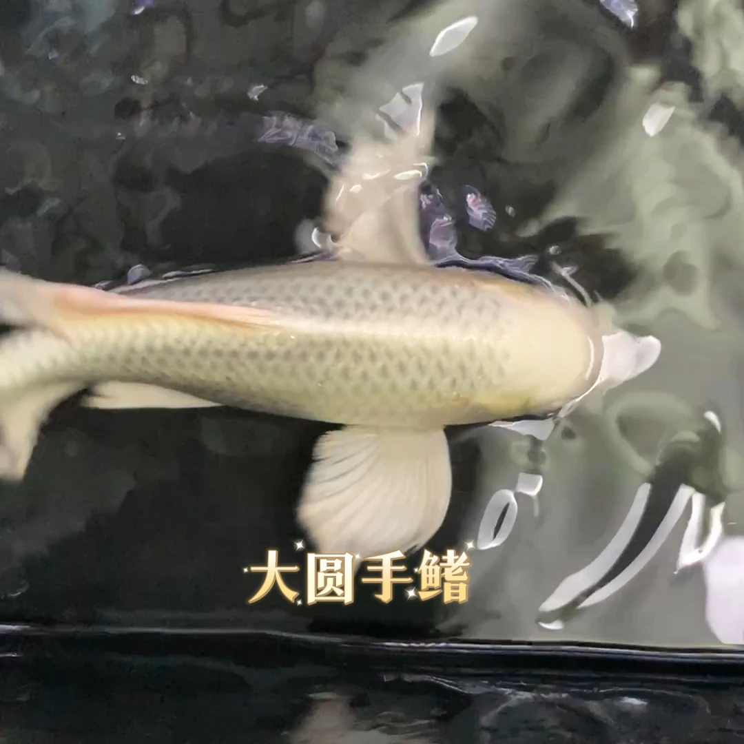 普身蝴蝶鲤红普身蝴蝶鲤圆头圆背满臀大鳍观赏耐寒活的直销冷水鱼