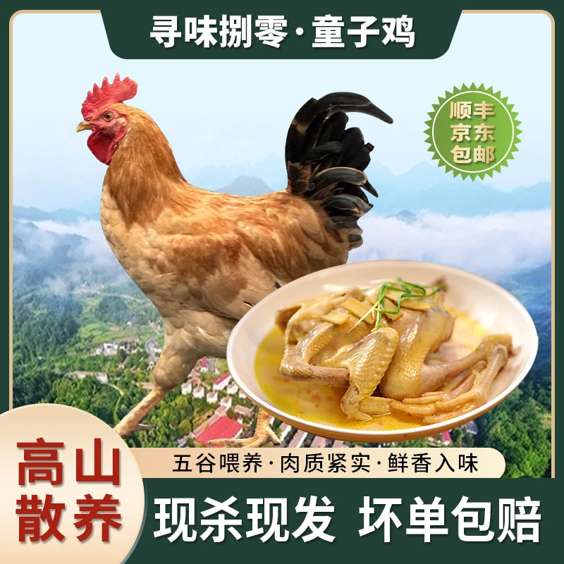 【三只童子鸡】皖南高山散养真空现杀正宗童子鸡单只净重1.3斤以上
