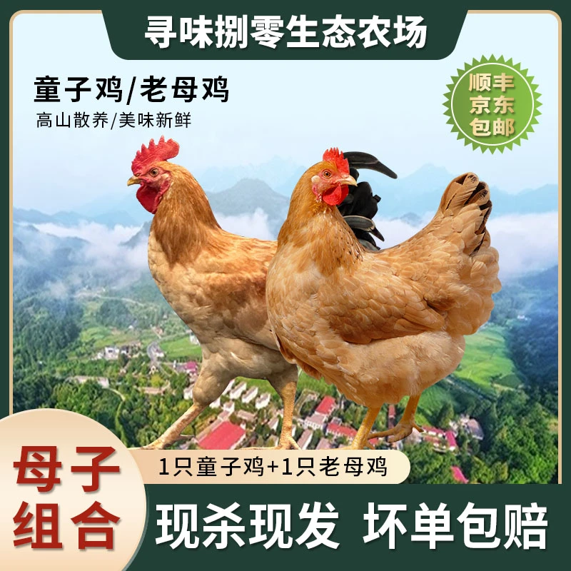 【母子组合】寻味捌零皖南高山散养老母鸡+高品质鲜嫩童子鸡