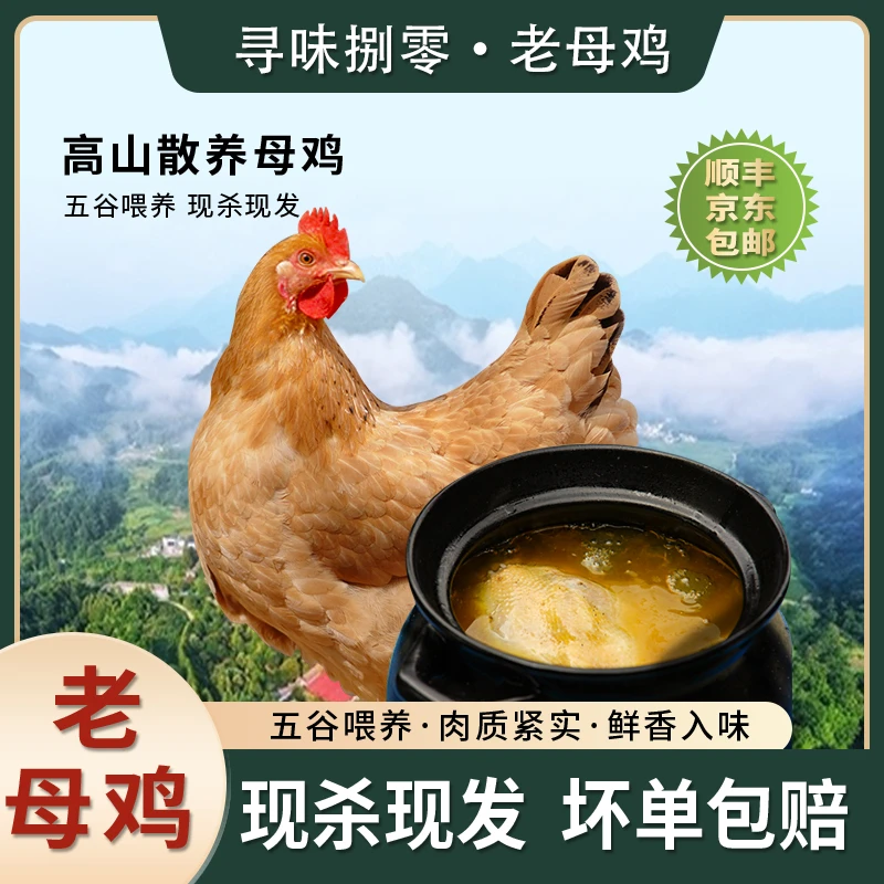 皖南土鸡高山散养老母鸡皮脆汤鲜肉嫩（1.8-2.2）