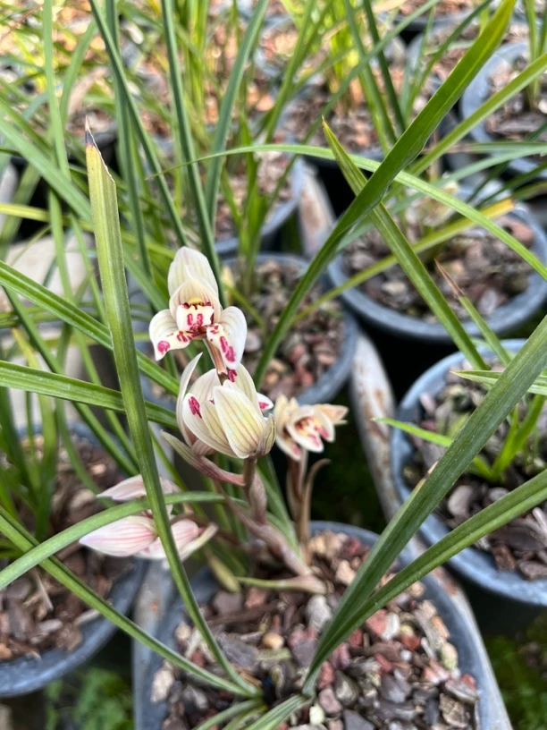 国兰兰花四季兰建兰