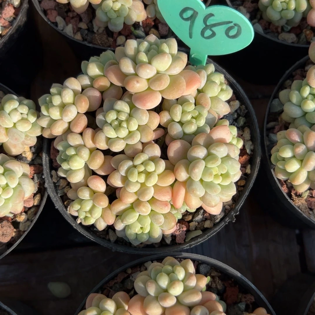 匆**过多肉植物一物一拍