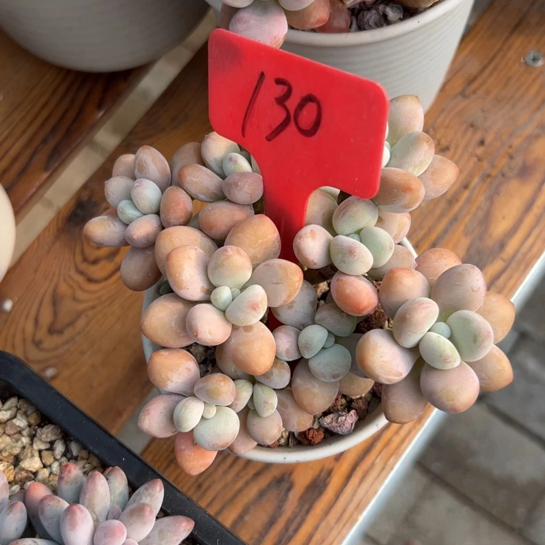 柠****道多肉植物一物一拍