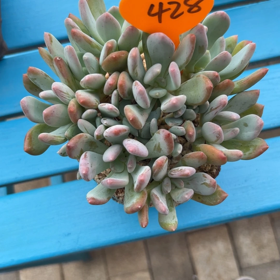 秋**心多肉植物一物一拍