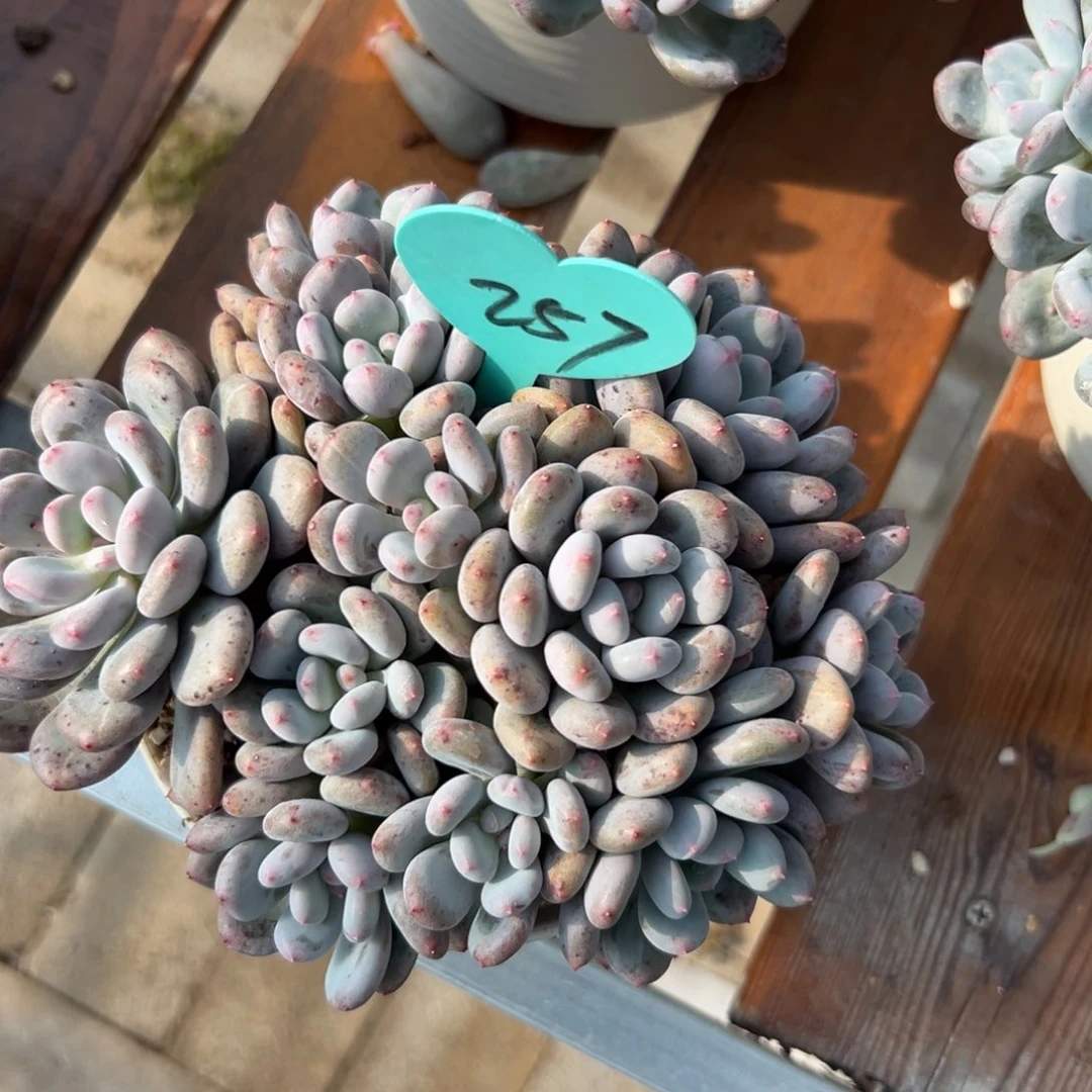 留****你多肉植物一物一拍