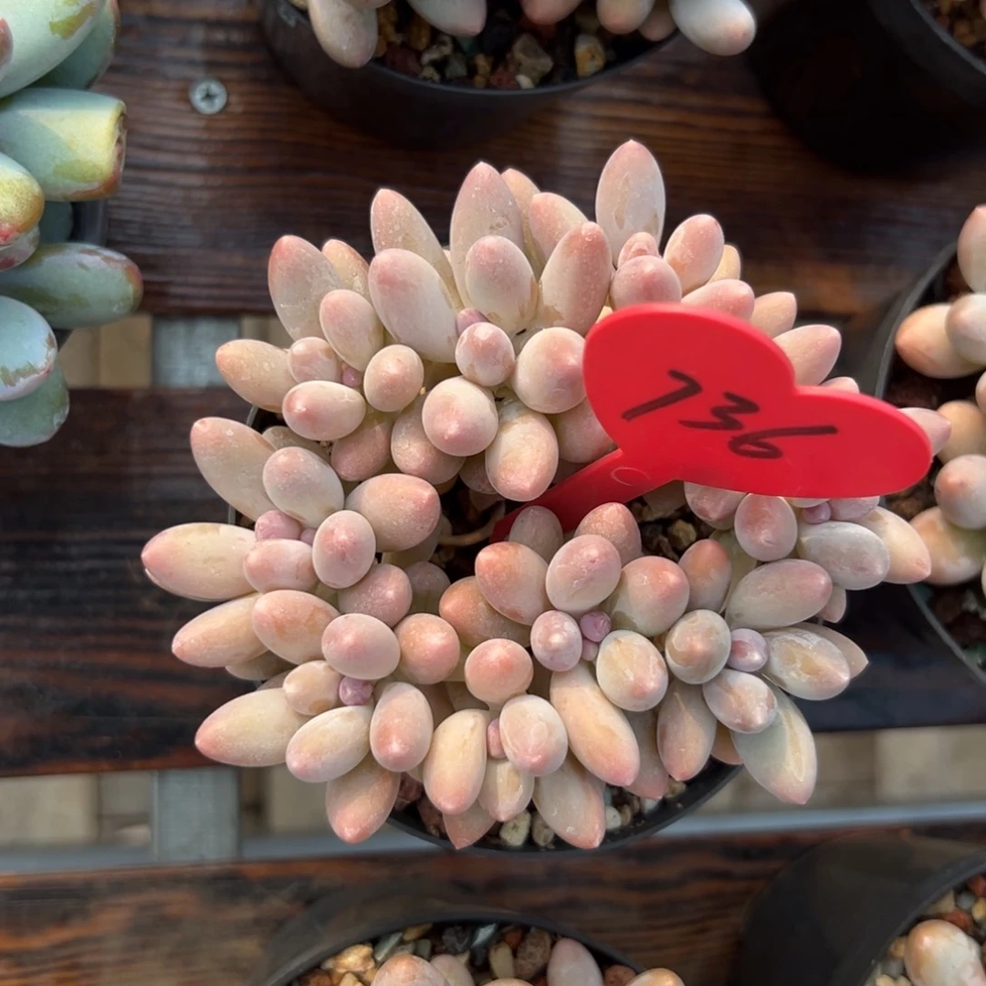 榴**了多肉植物一额一拍