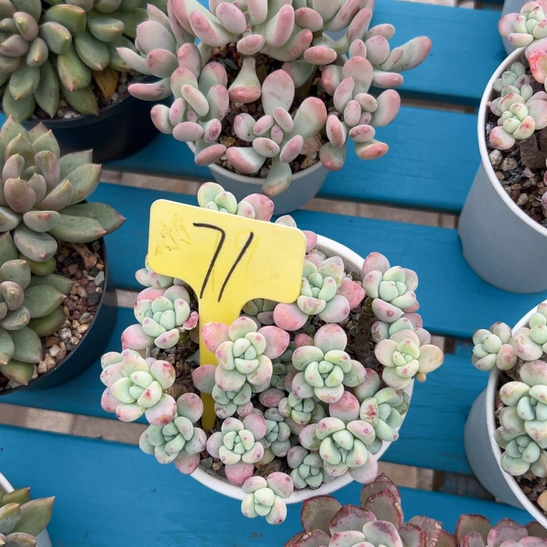 ?***夕多肉植物一物一拍