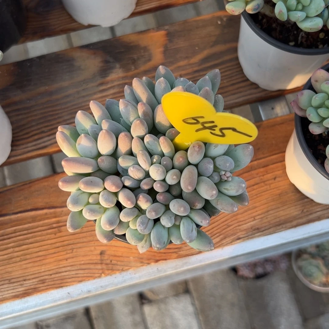 °****~多肉植物一物一拍