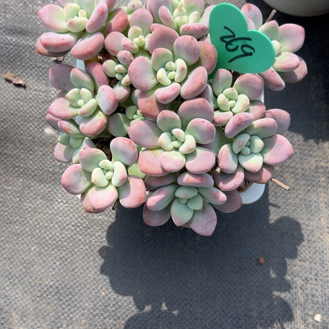 晴*天多肉植物一物一拍