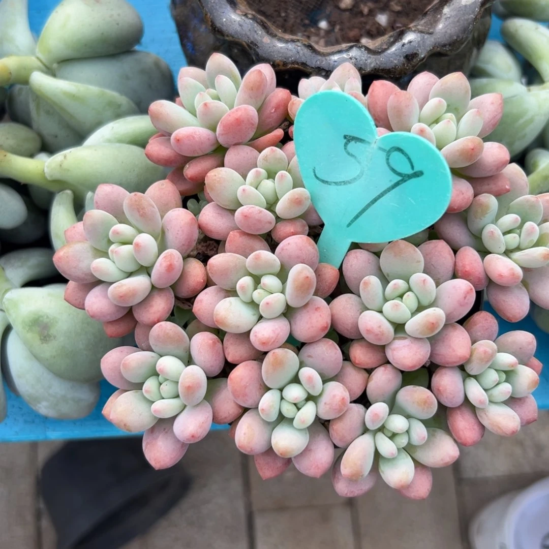 ༄****³多肉植物一物一拍