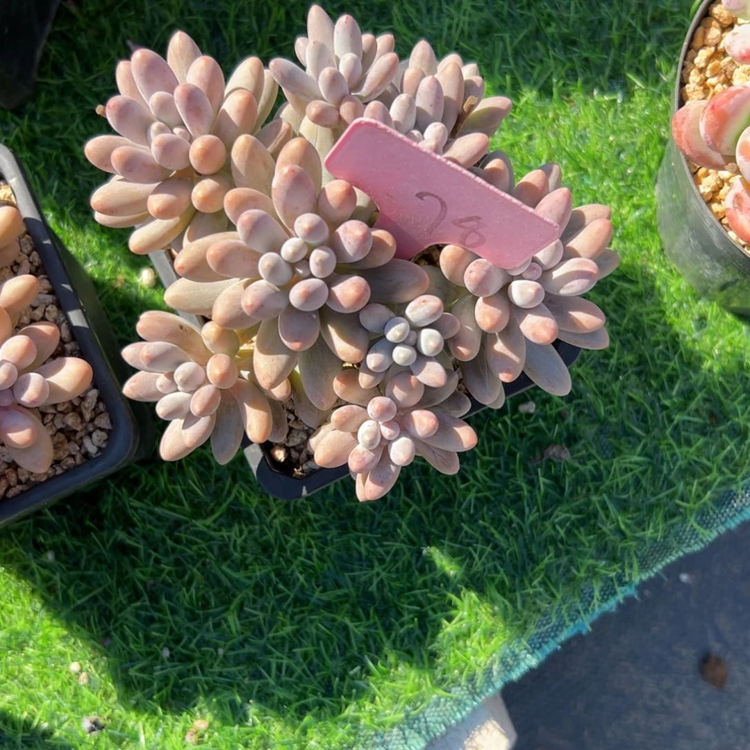 美*多肉植物一物一拍