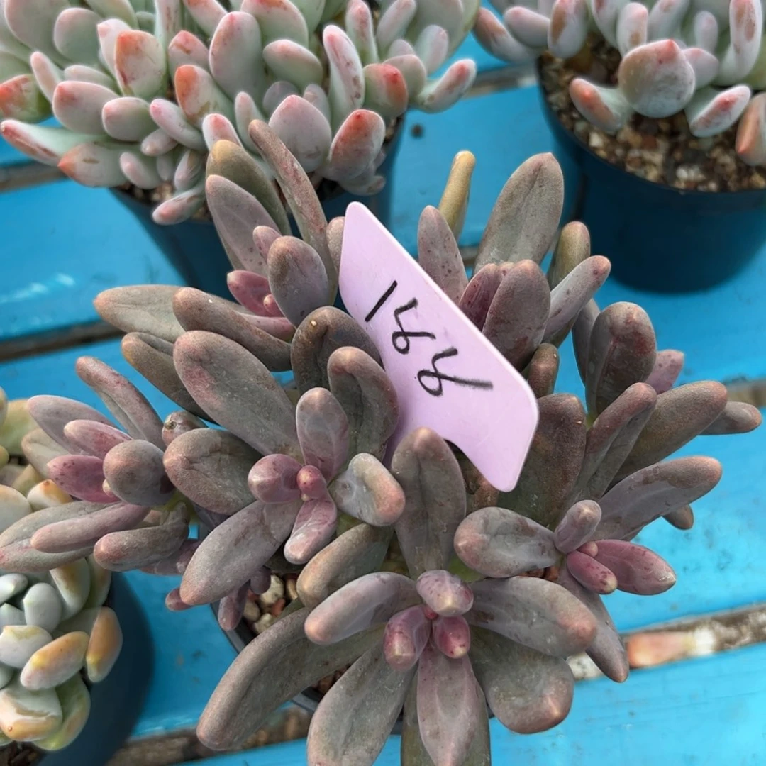 会***早多肉植物一物一拍