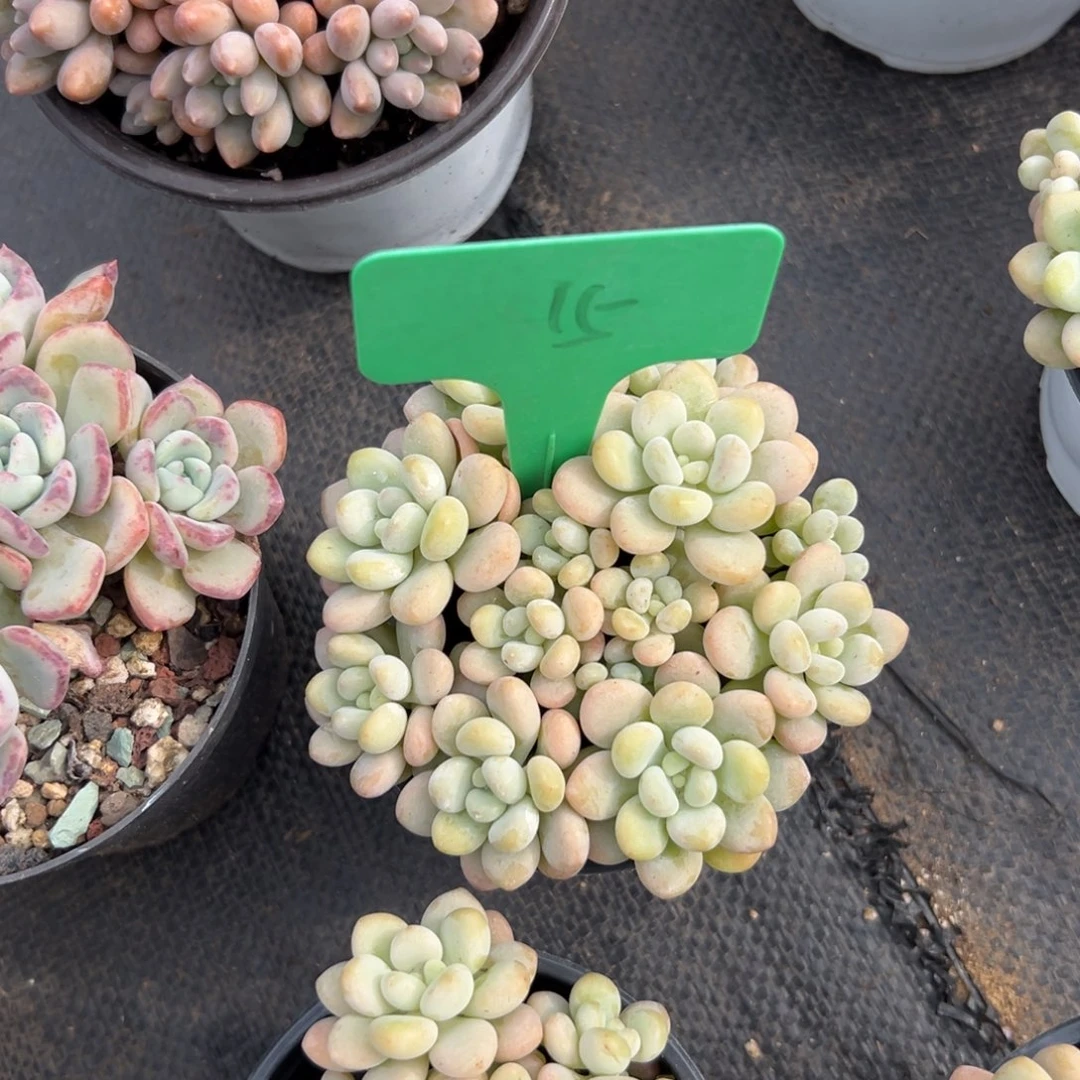 静***多肉植物一物一拍