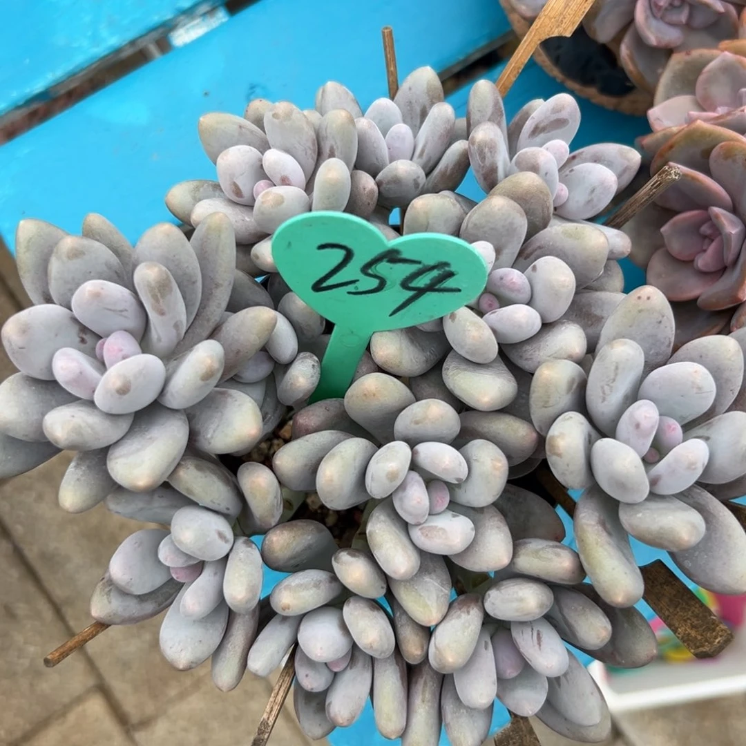 匿**戶多肉植物一物一拍