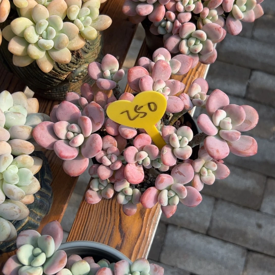 潘*潘多肉植物一物一拍