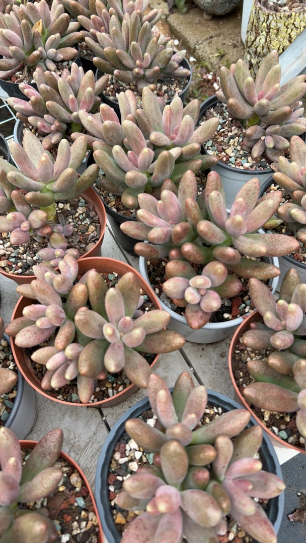 多肉植物、糖果美人、半木质桩子、一物一拍