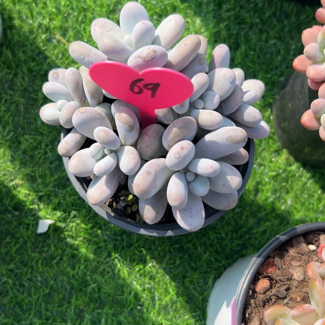 兜***儿多肉植物一物一拍