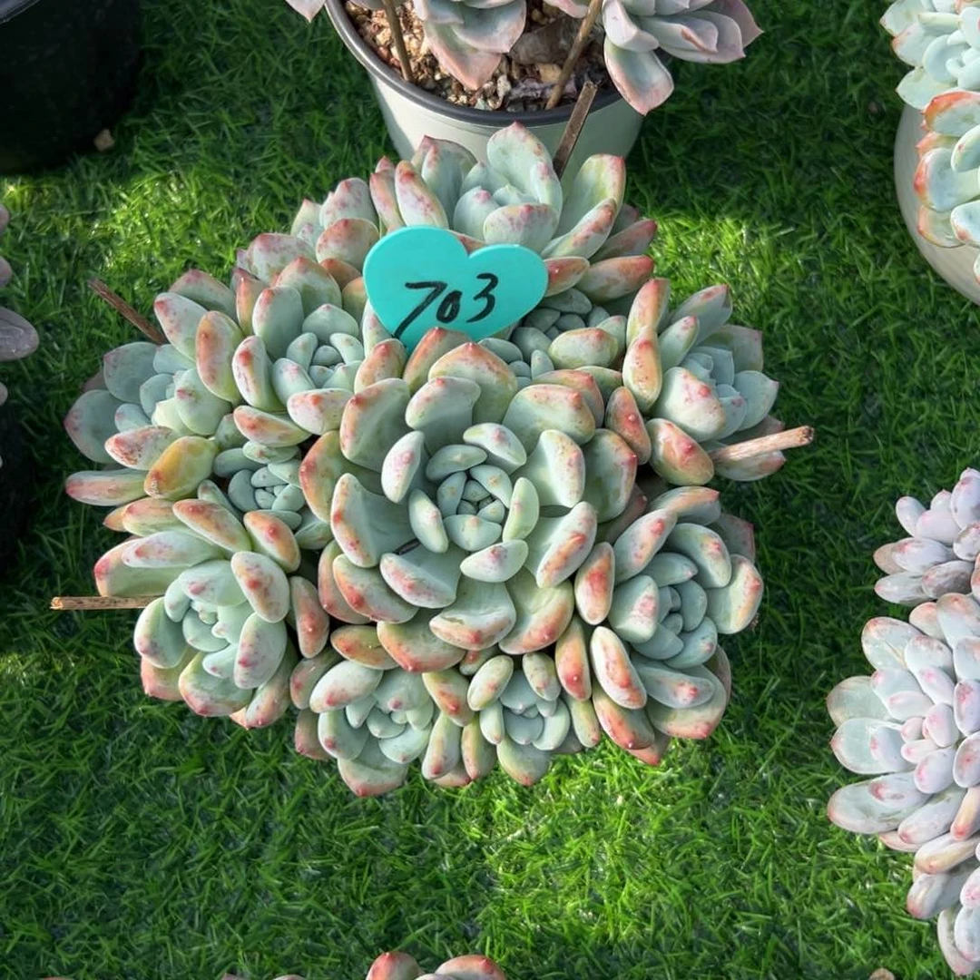 人***?多肉植物一物一拍