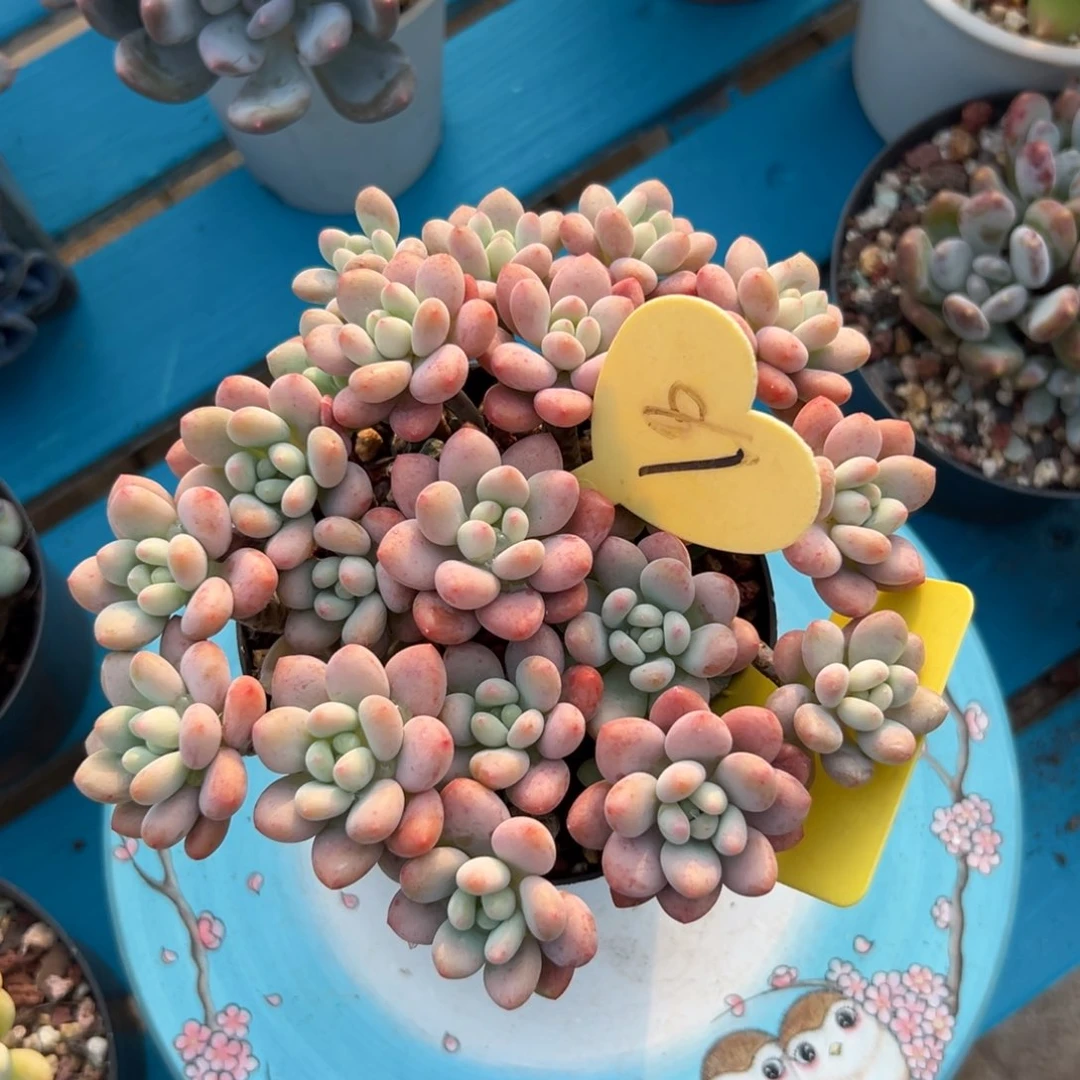 用****4多肉植物一物一拍