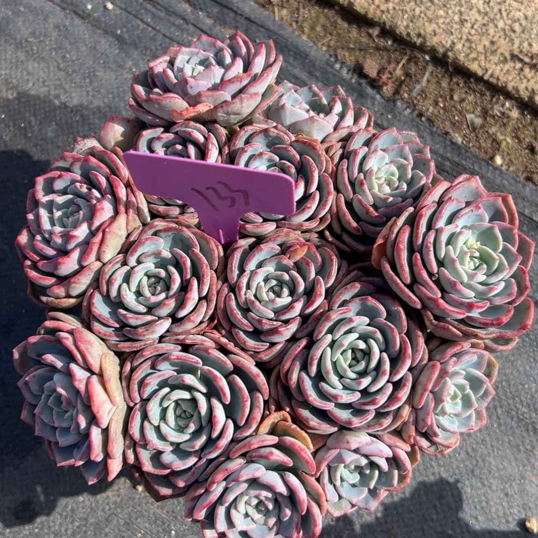 强****?多肉植物一物一拍