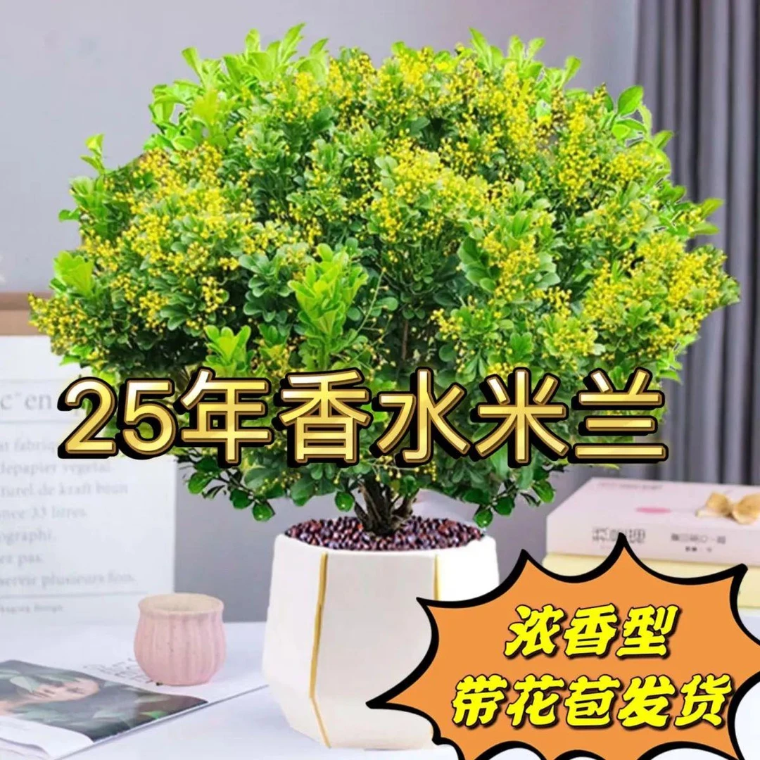 带花苞米兰盆栽四季开花浓香型花卉庭院室内花卉好养老桩盆景驱蚊