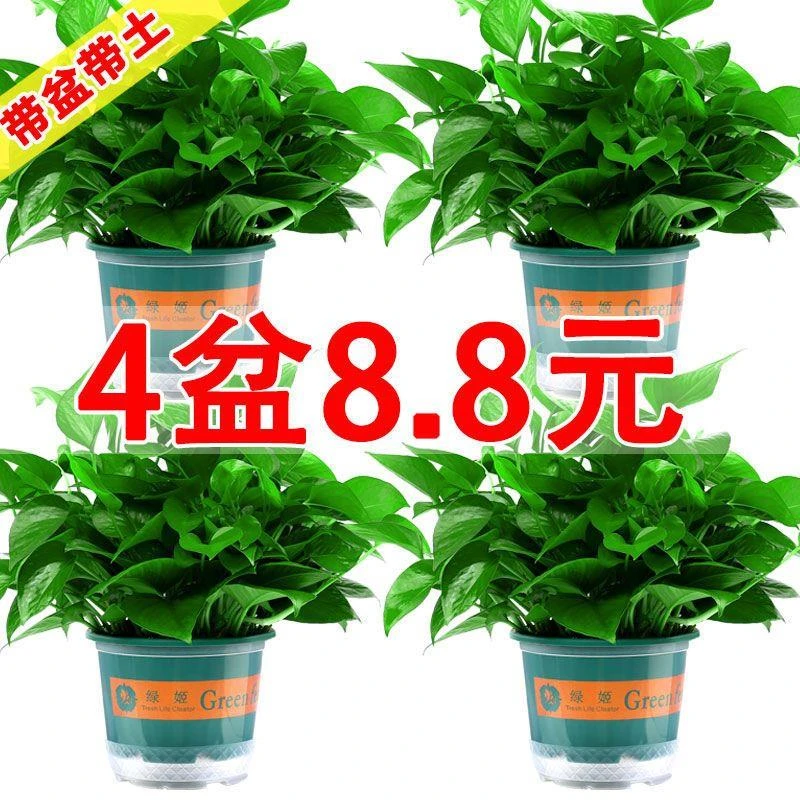 室内绿植盆栽室内好养客厅新房除甲醛植物大叶爬长藤大盆绿萝批发
