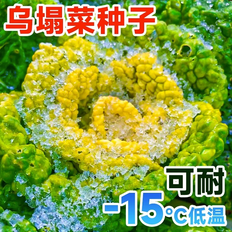 黄心乌塌菜种子耐寒卷芯菜白菜秋冬蔬菜乌塔菜青菜种籽