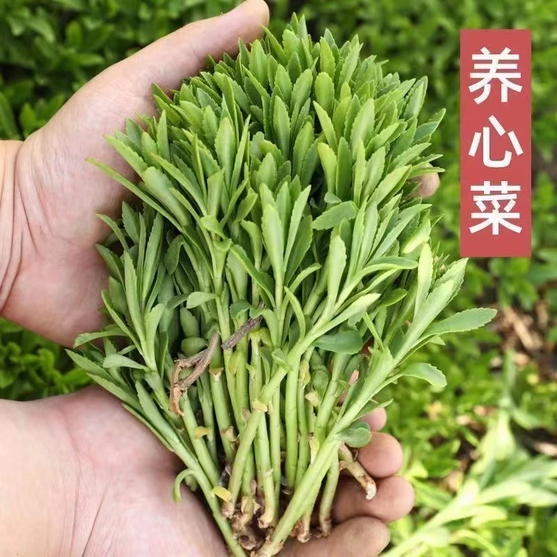 高钙养心菜种子家庭阳台小院盆栽地栽四季种植农家春天可种蔬菜籽