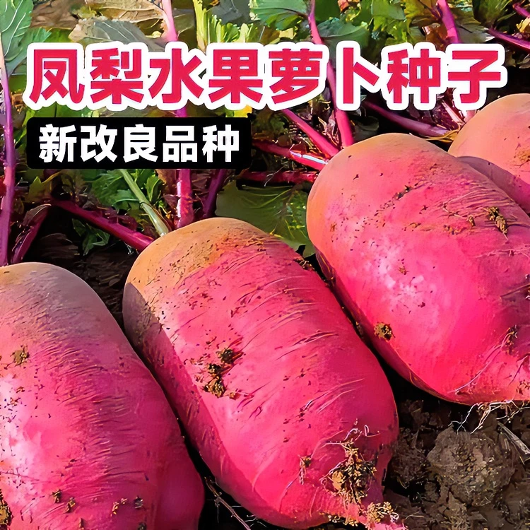 【凤梨水果萝卜】精选高产红皮红心萝卜种子四季阳台庭院蔬菜种种植